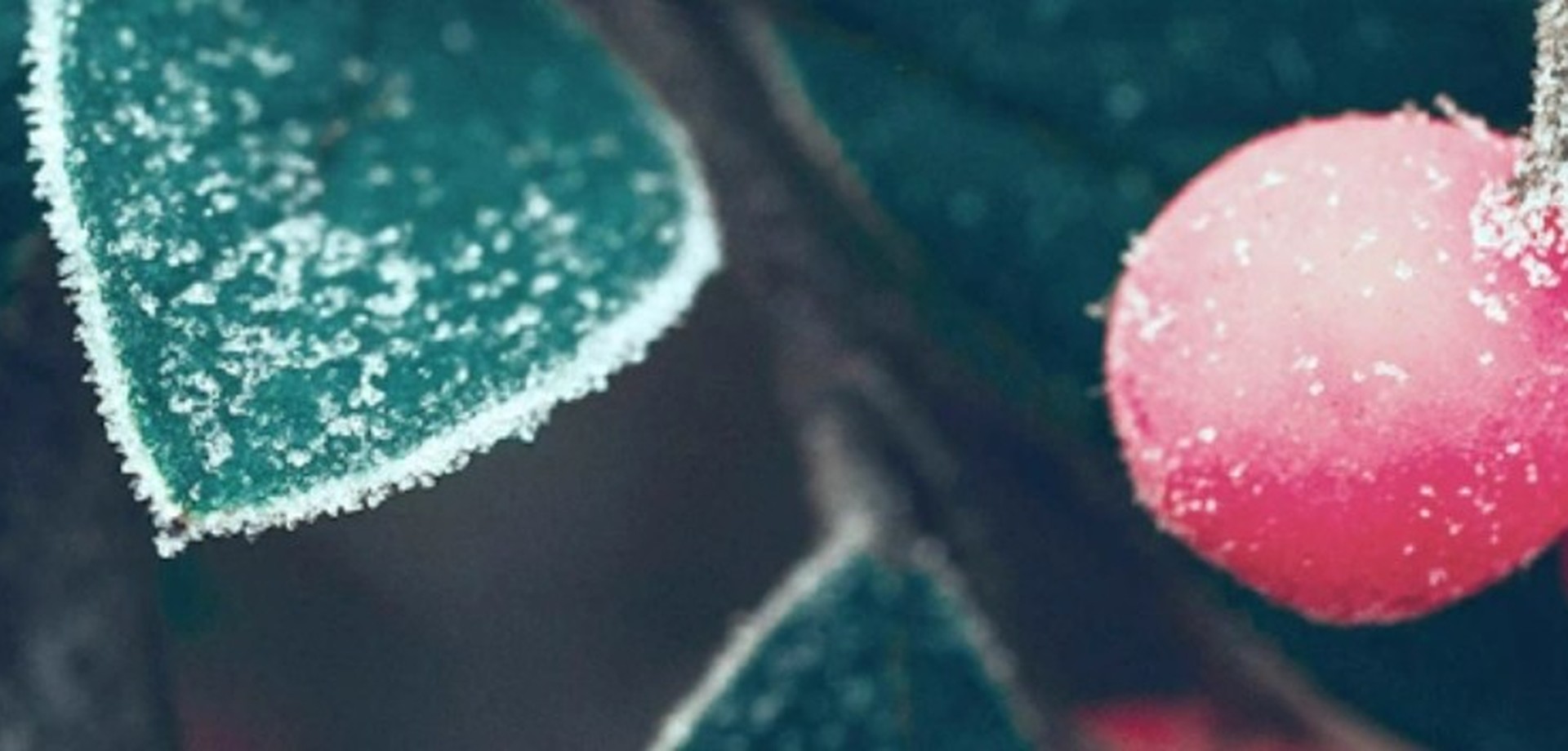 Symbolbild Winter mit frostigen Blumen