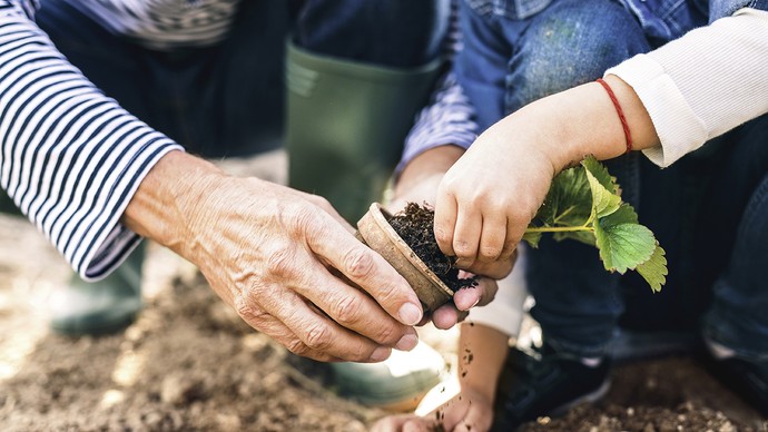 Hände eines alten Menschen und eines Kindes, die gemeinsam einen Setzling pflanzen.